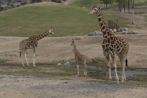 402-3960 Safari Park - Giraffes
